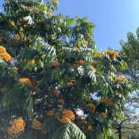 Tropical Flower and Fruit Garden