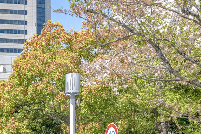 ランドマークタワー麓の桜