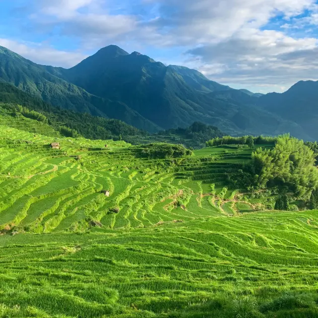Rice terraces in Zhejiang