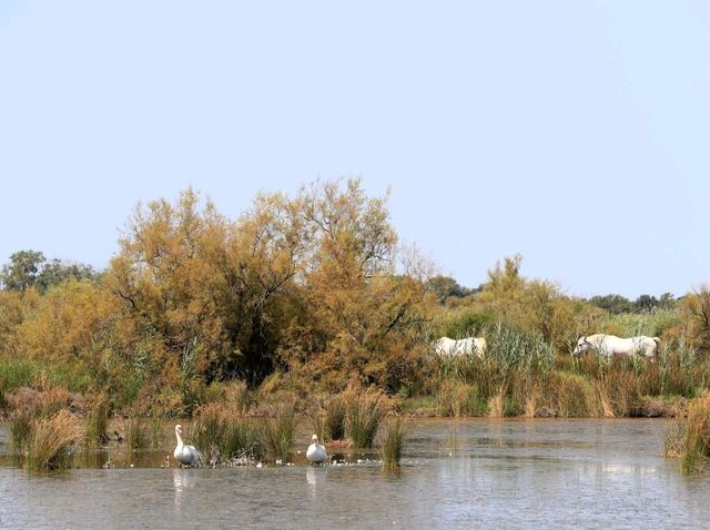 聯合國生物圈保護區法國卡瑪格地區自然公園