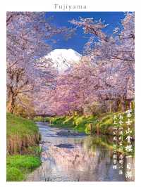 So romantic‼️Departing from Tokyo | One-day tour to enjoy cherry blossoms at Mount Fuji.