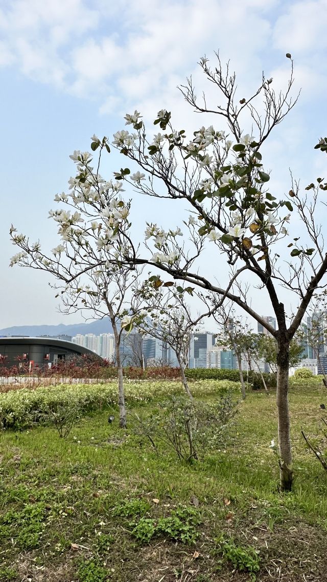 Kai Tak Cruise Terminal