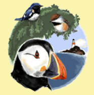 Acadia Birding Festival 2024 | Acadia National Park