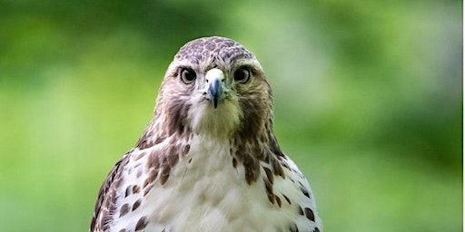 Raptor Roundup with Tomaquag Museum | Norman Bird Sanctuary