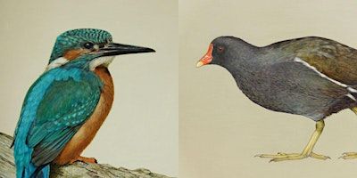 Bird Painting Workshop @ The Bale House | The Bale House Hastings Country Park Visitor Centre
