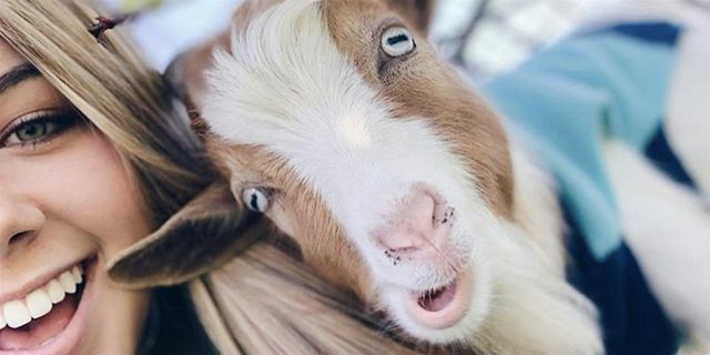 Red, White, and BAAAH-lue Goat Yoga McKinney! | TUPPS Brewery