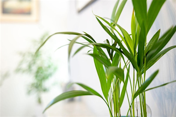 Offering Counselling Outdoors with Nature | The Wilbury Clinic