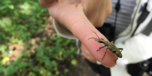 Mighty Minibeasts at Lyndon Nature Reserve | Lyndon Visitor Centre