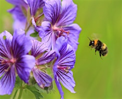 Introduction to Pollinators | Tyland Barn