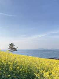 부안 수성당: 아름다운 노란색 물결