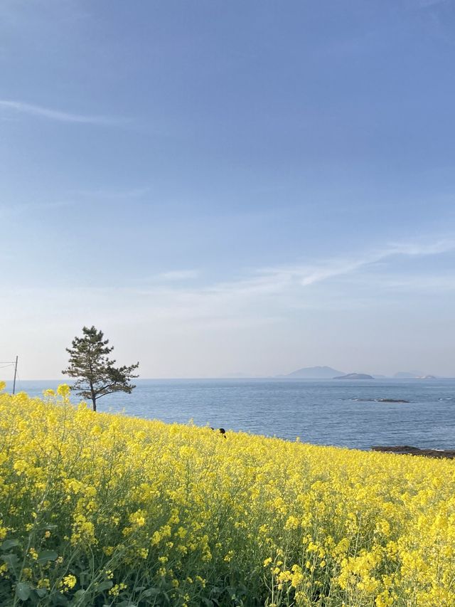 부안 수성당: 아름다운 노란색 물결