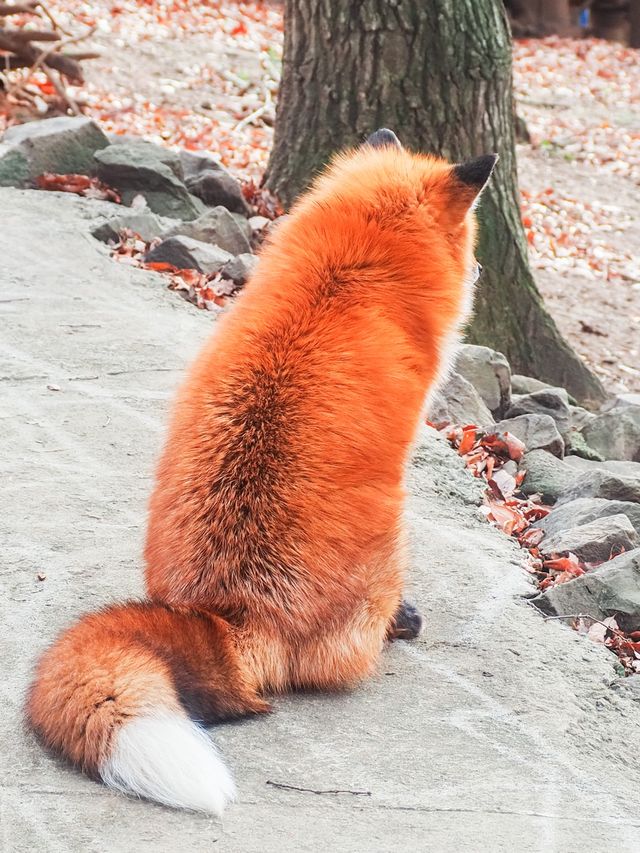宮城蔵王キツネ村