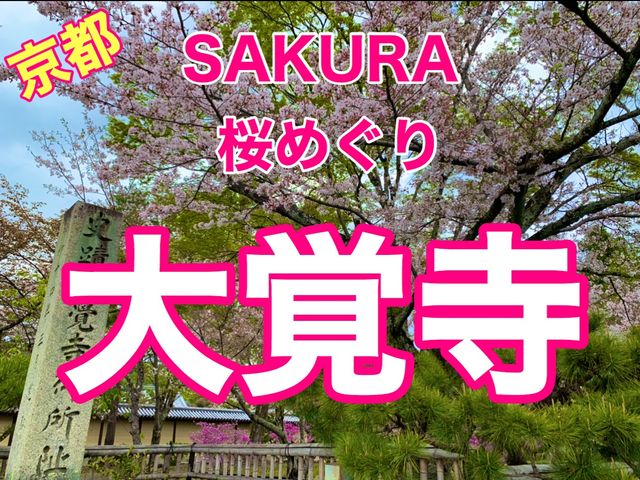 京都　KYOTO SAKURAめぐり❗️大覚寺の桜に感動❗️