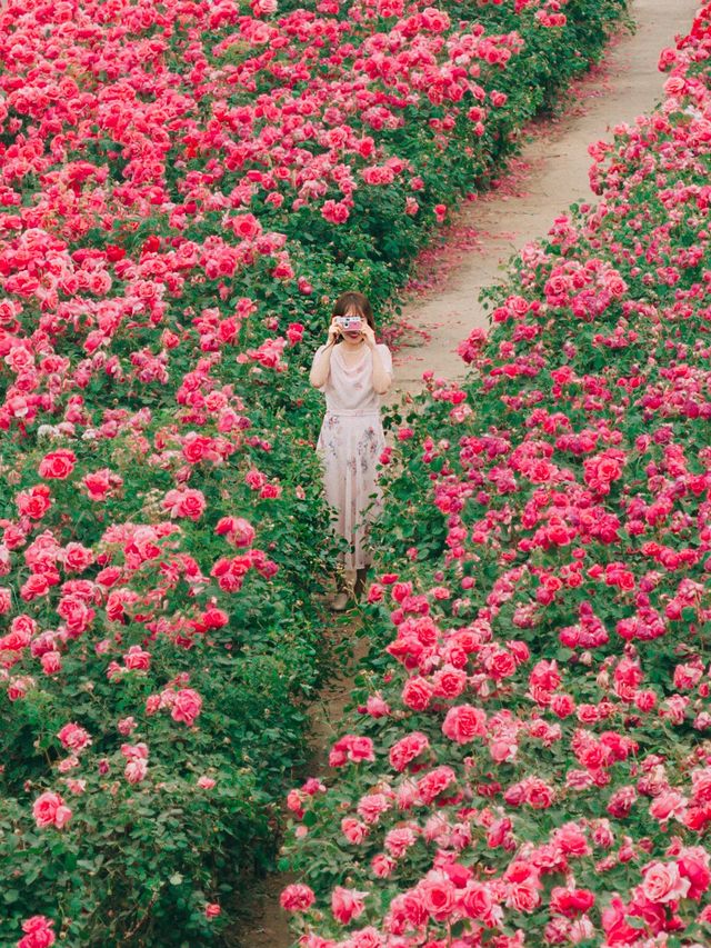 인생샷 가득 서울 장미 명소🌹