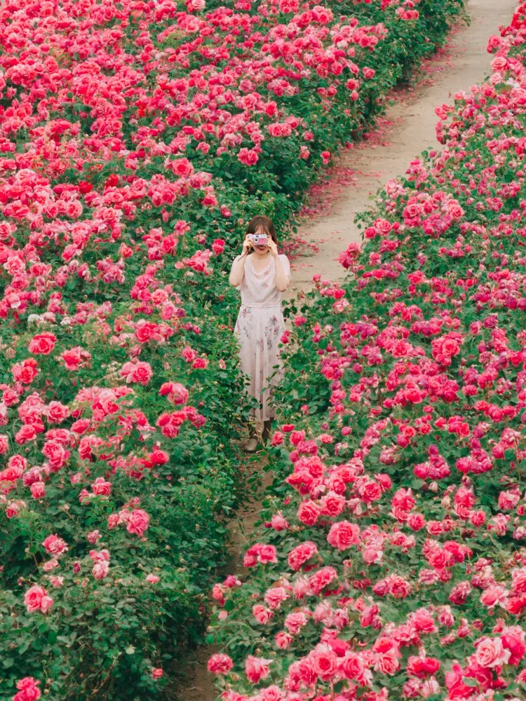인생샷 가득 서울 장미 명소🌹