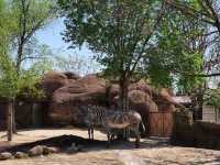 St. Louis Zoo (Red Rock Zone)