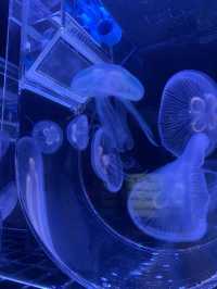 🐬Aquarium Phuket อควาเรียม ที่ใหญ่ที่สุดในภูเก็ต