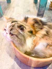 คาเฟ่แมว ย่านราชเทวี😸