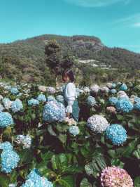 ทุ่งดอกไฮเดรนเยียอินทนนท์-สวนลุงทองดี