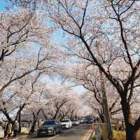 Cherry Blossoms at Seoak-dong, Gyeongju