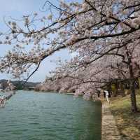 Cherry Blossoms at Bomun  Lake