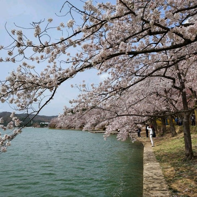 Cherry Blossoms at Bomun Lake | Trip.com Gyeongju