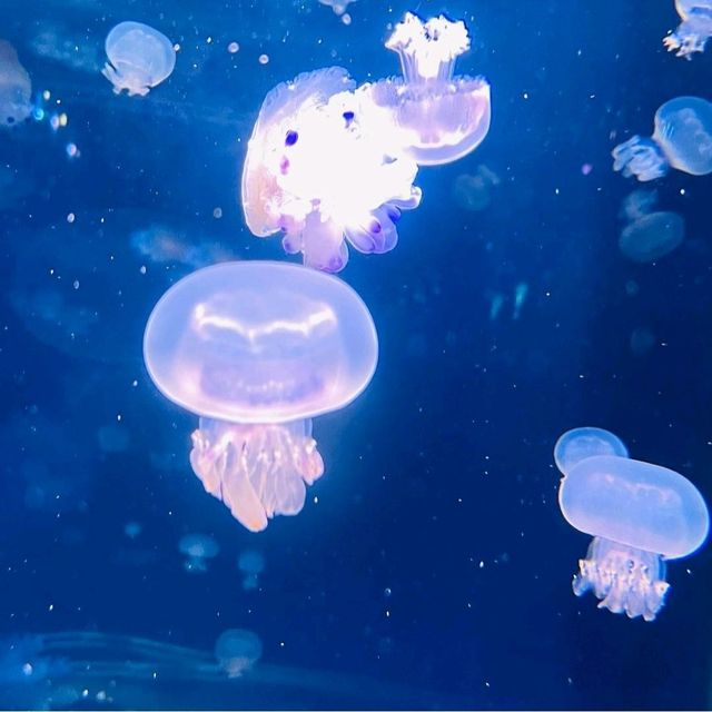 【新江ノ島水族館】神奈川県/江ノ島