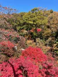 가을 정취 느끼러 곤지암 화담숲🍁