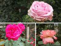 🌹โครงการหลวงห้วยผักไผ่ (ทุ่งเริง)🌹