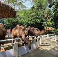 Excellent Experience in Safari World 🇹🇭