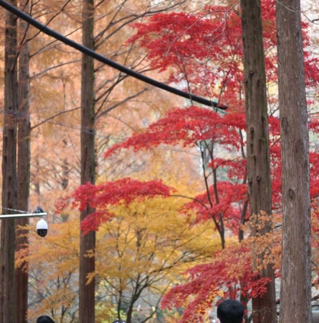 Favorite Season in South Korea 