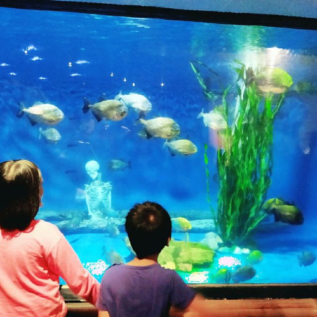 AQUARIA KLCC is such a cool place 🐠🐟🐢