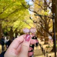 遍地黃金，每一年秋天最美的銀杏樹