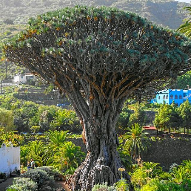 Lovely Dragon Plant, nice walking