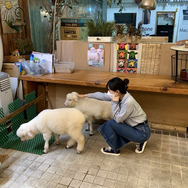 [서울 한복판에 양이 나타났다?!]