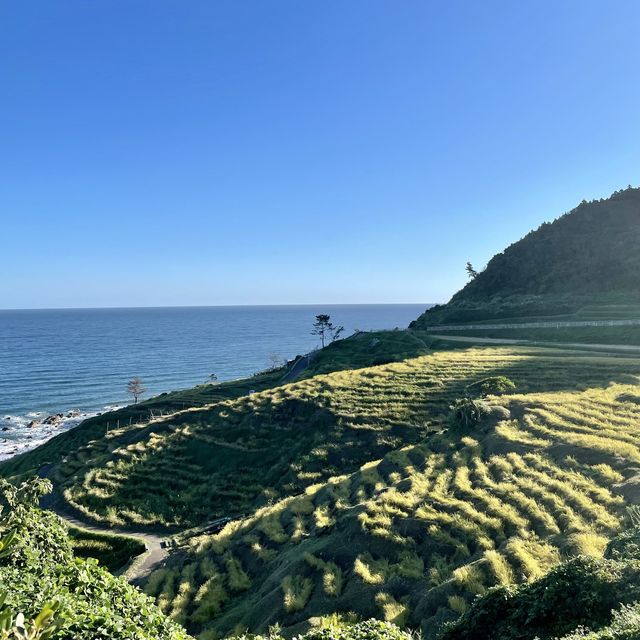 朝ドラまれの舞台　千枚田