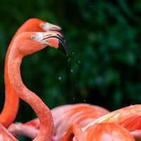 Day Out @ Bird Park