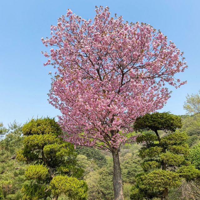 겹벚꽃은 천안 각원사에서 즐겨요