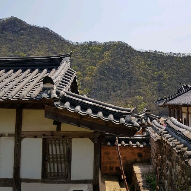 [병산서원] 안동 벚꽃 나들이 가볼만한 곳