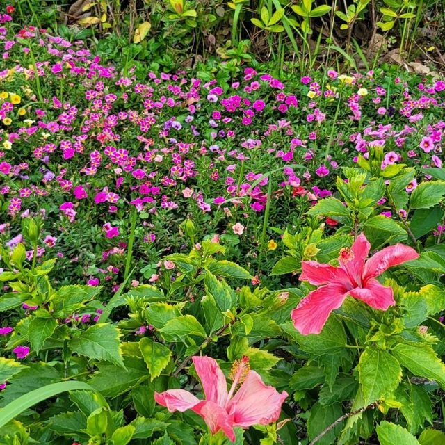 春遊好去處 ～ 鮮花盛放的黃金海岸 