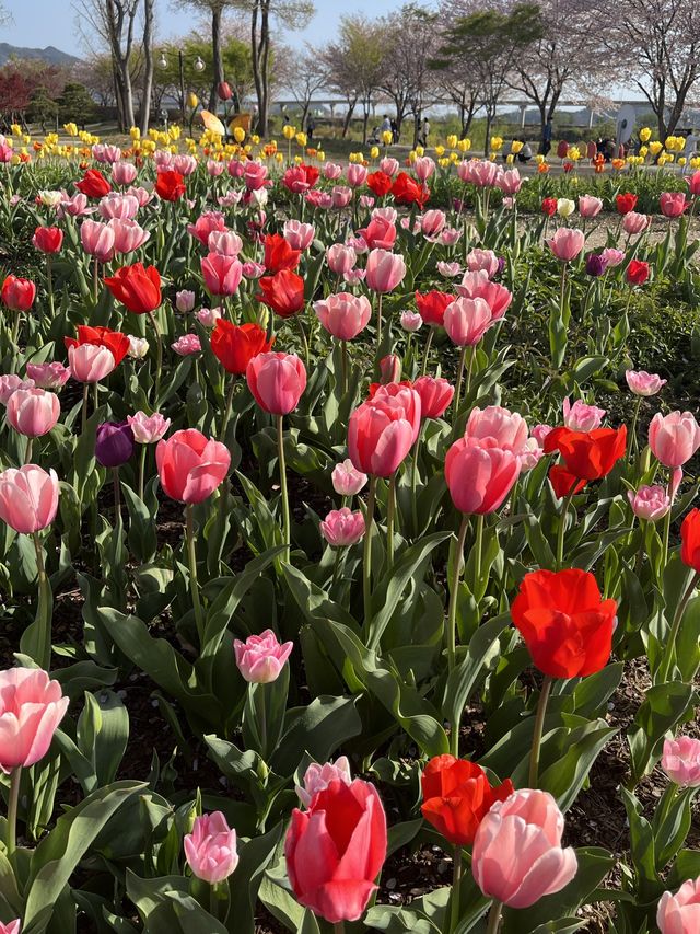 여기는 네덜란드🌷