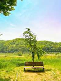 (✿ฺ。석장리 계절별 꽃단지 - 유채꽃편 ✿ฺ) 