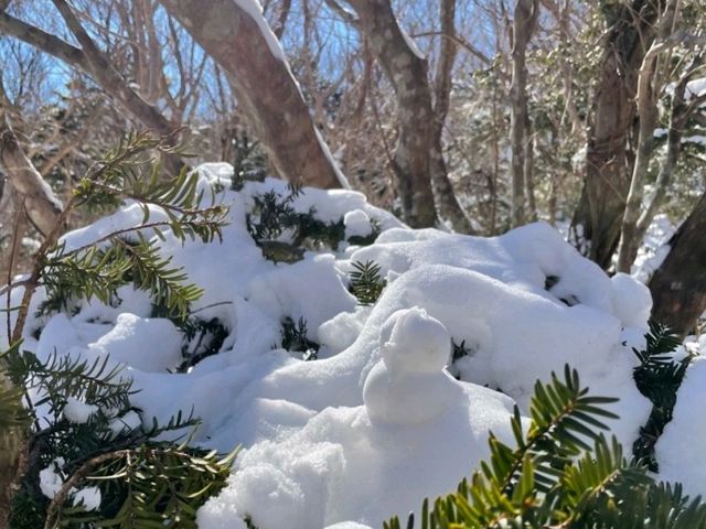 한라산은 눈오리가 접수했다