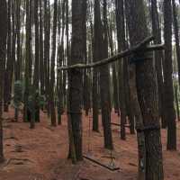 The Tall Pine Tree Forest In Yogyakarta