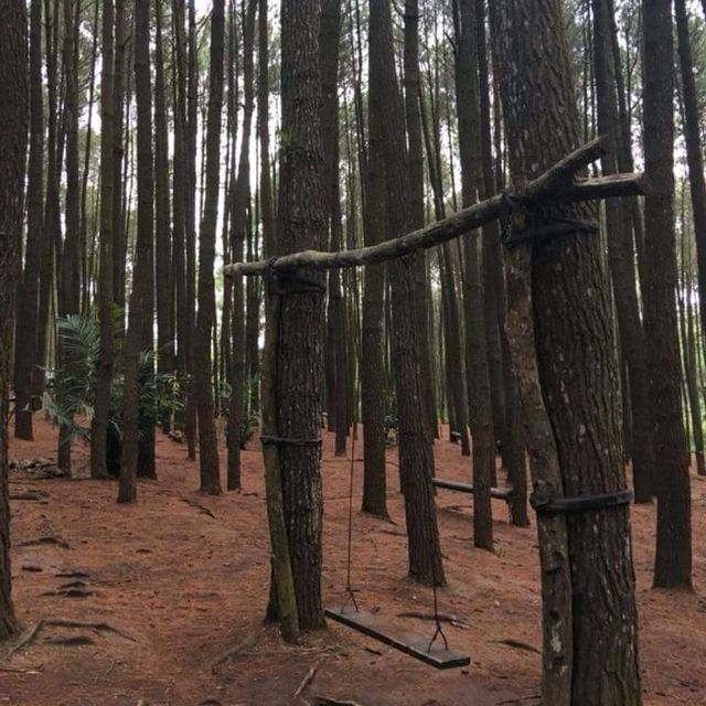 The Tall Pine Tree Forest In Yogyakarta