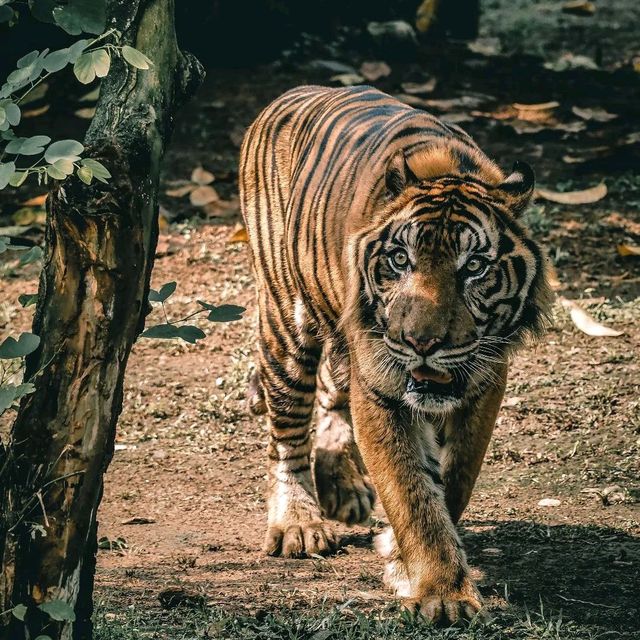 Ragunan Zoo,Jakarta