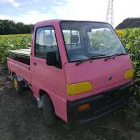 愛知県！秋の花畑でひまわりが満開