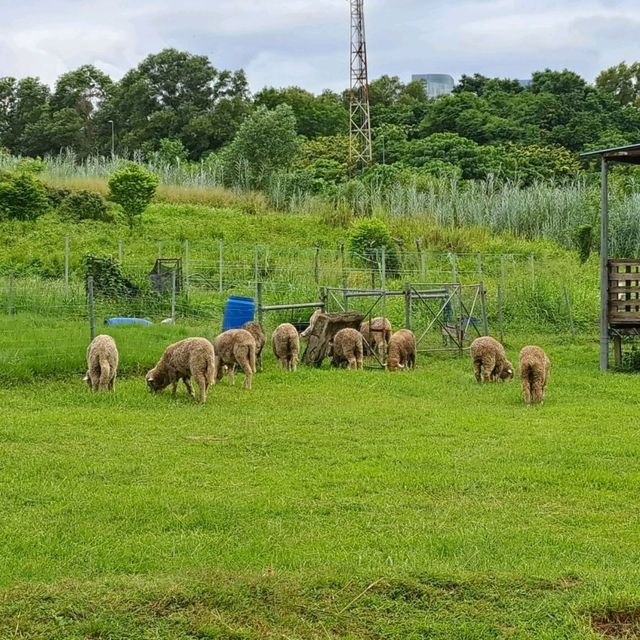 HOUSE OF KAMBING SERIUS SEDAP