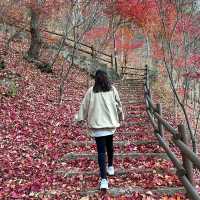 어느새 늦어버린 가을, 철암단풍명소 방문