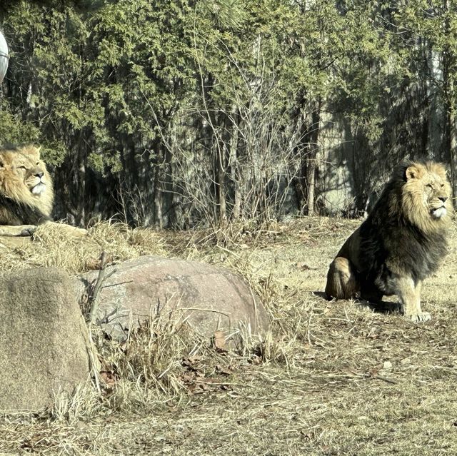 動物多過旅客的公園
